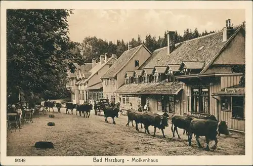 Ansichtskarte Bad Harzburg Molkenhaus - Kühe 1924