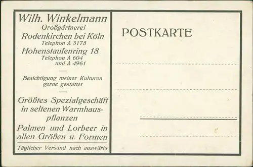 Ansichtskarte Rodenkirchen-Köln Werbe AK Gärtnerei Winkelmann 1924