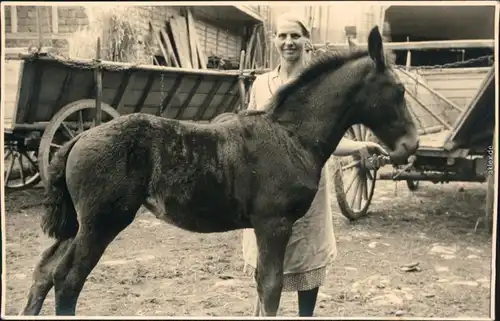 Ansichtskarte  Pferd auf Bauernhof - Privatfotokarte 1930 