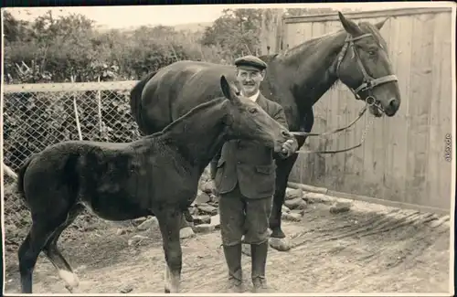 Ansichtskarte  Pferde auf Bauernhof - Privatfotokarte 1928 