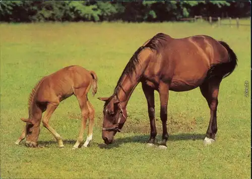 Ansichtskarte  Tiere - Pferde 1984