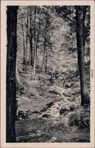 Ansichtskarte Deutschland Waldpartie 1955