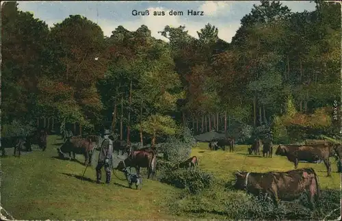 Ansichtskarte Deutschland Gruß aus dem Harz, Mann mit Kuhherde 1910