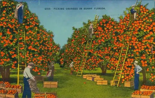 Postcard Florida Orangen Ernte im sonnigen Florida 1910