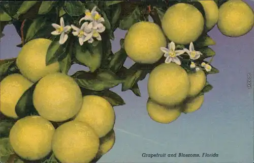 Postcard Florida Florida - Grapefruit and Blossoms 1910