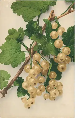 Ansichtskarte  echtfarben Aufnahme - Weiße Johannisbeeren 1914