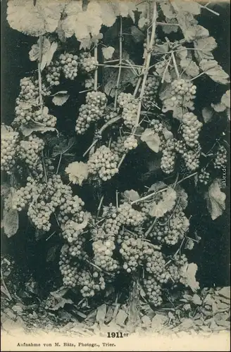 Ansichtskarte  1911 Jahrgang Wein - Werbekarte 1911 