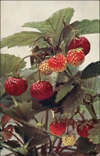 Ansichtskarte  Fragaria elatior hybrida - Garten Erdbeere - Botanik 1916 