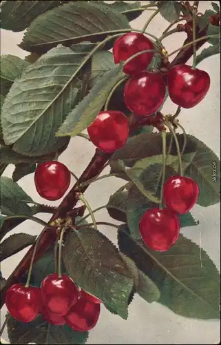 Ansichtskarte  Naturfarbenfoto: Früchte Botanik 1913 
