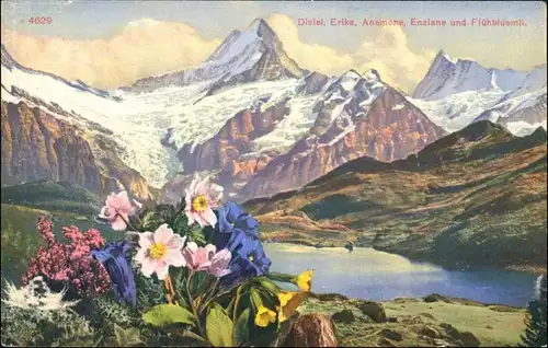 Ansichtskarte  Alpen - Diestel, Erika, Anemone Enzian 1913 
