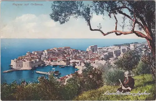 Postcard Ragusa Dubrovnik Totale mit Oelbaum 1918