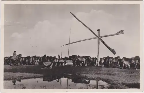 Ansichtskarte  Lovak itatása - Hongrie/Tränken der Pferde - Ungarn 1935