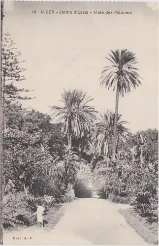 Algier دزاير Jardin d´Essal - Allee des Palmiers/Parkanlage 1922 
