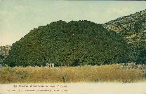 Postcard Pretoria Tshwane The famous Wonderboom 1909