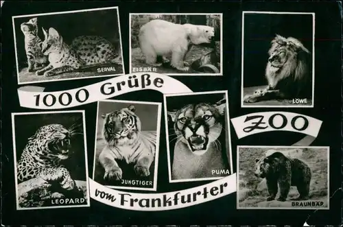 Ansichtskarte Frankfurt am Main Zoologischer Garten - Tiere 1962