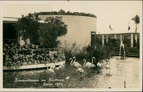 Charlottenburg-Berlin Sommerblumen am Funkturm Ausstellung - Flamingos 1934