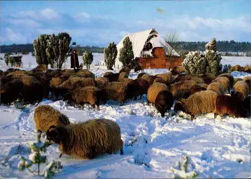 .Niedersachsen Heidschnucken im Schnee, Winter in der Lüneburger Heide 1990