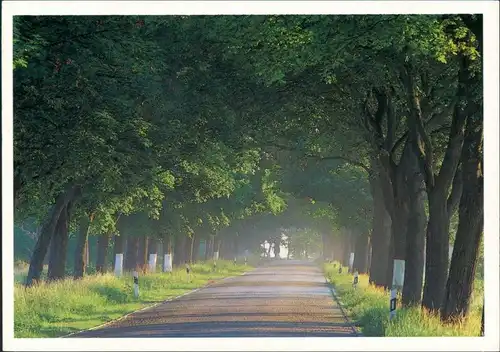 Gartz (Oder) Uckermark Allee nach Gartz, Baum, Bäume, Landstrasse 1995