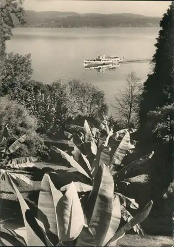 Konstanz Blick von der Insel Mainau auf den Bodensee Dampfer 1969