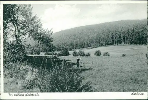Ansichtskarte  Westerwald - Mann auf einer Waldwiese 1932