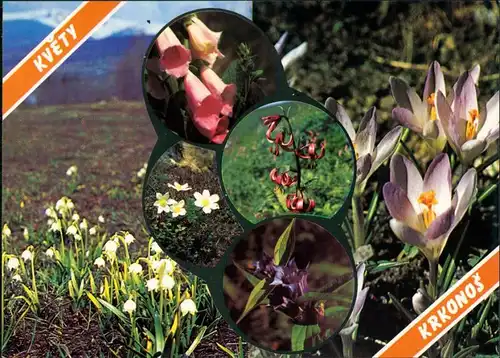 Květy Krkonoš: Bledule jarní, Náprstník purpurový, Šafrán jarní 1975