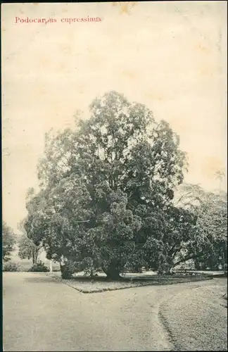 Singapur Tree "Podocarpus cupressinus" Postcard Publisher Lambrecht Singapore 1912
