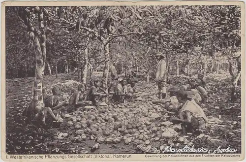 Westafrikanische Pflanzungs-Gesellschaft Viktoria, Kamerun Kakaobohnen 1929