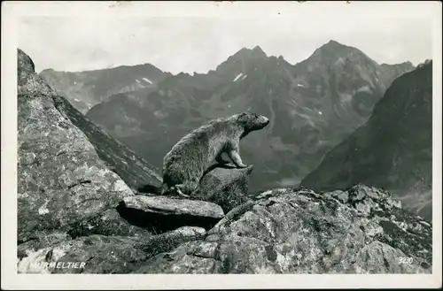 Ansichtskarte  Murmeltier - Bergwelt - Alpen 1930