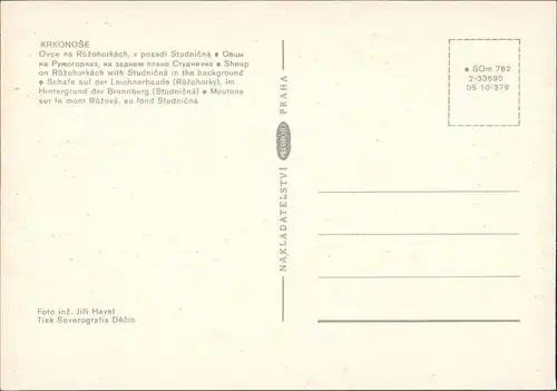 Groß Aupa-Petzer Velká Úpa Pec pod Sněžkou Ovce na Růžohorkách, v   1980