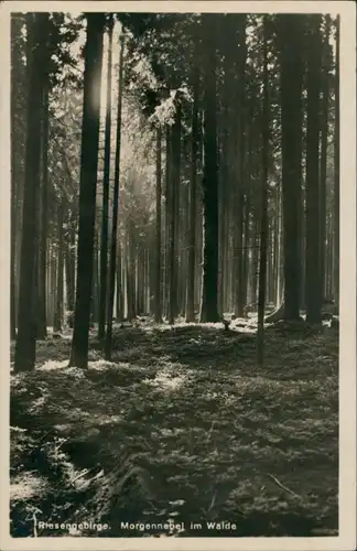 Krummhübel Karpacz Morgennebel im Wald, Riesengebirge (Krkonoše) 1934