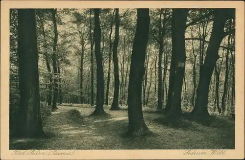 Ansichtskarte  Sodener Wald, Baum, Bäume, Waldweg 1930
