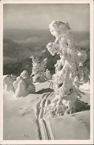 Oberhof (Thüringen) Winter-Motiv, vereiste Bäume am Wintersportplatz 1938