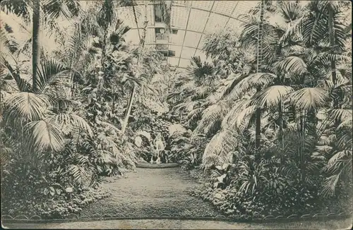 Frankfurt am Main Palmengarten, Palmenhaus, Palmen Palms Pflanzen Botanik 1910
