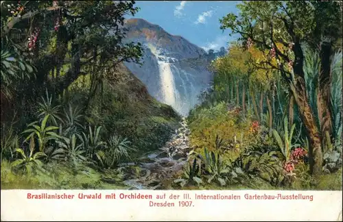Ansichtskarte Dresden Gartenbau-Ausstellung Brasilianischer Urwald 1907