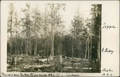 Foto Alaska Pappeln fällen Alaska Holz Wood 1914 Privatfoto