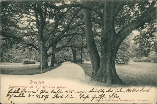 Seevorstadt-Ost/Großer Garten-Dresden Großer Garten - Weg Baumgruppe 1919