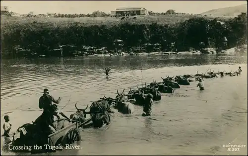 Postcard Pietermaritzburg Crossing the Tugela River 1927