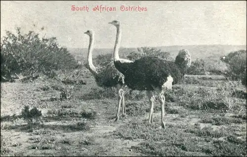 Postcard Pietermaritzburg South African Ostriches 1909