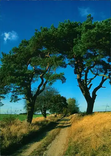 Ansichtskarte .Mecklenburg-Vorpommern Müritz-Nationalpark 1995