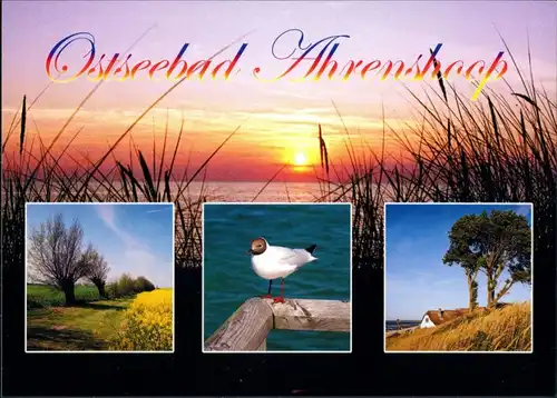 Ansichtskarte Ahrenshoop Strand Sonnenuntergang, Landschaft, Möwe 2005