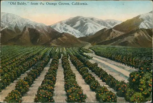 Kalifornien Old Baldy from the Orange Groves/Plantage mit Orangen Bäumen 1929