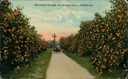 Postcard San Diego Motoring Through an Orange Grove EXPO 1914