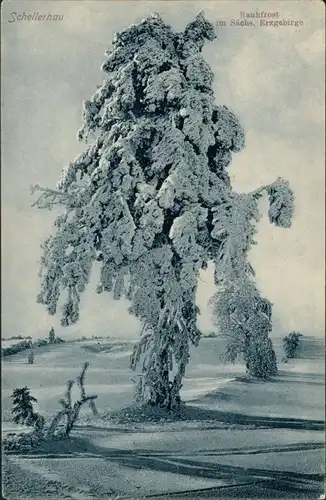 Schellerhau-Altenberg (Erzgebirge) Winter Landschaft, Baum Rauhfrost  1910