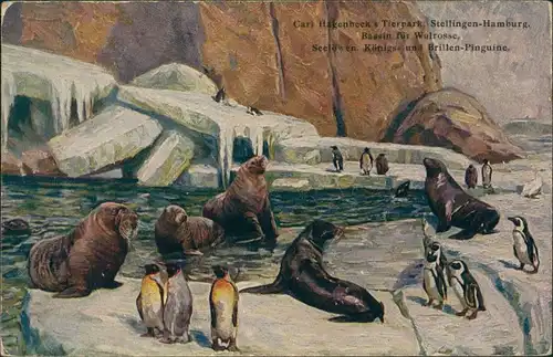 Stellingen-Hamburg Tierpark Hagenbeck, Stellingen, Pinguine & Seelöwen 1926
