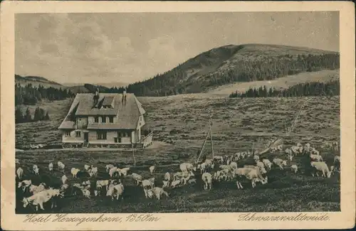 .Baden-Württemberg Hotel Herzogenhorn, Schwarzwaldweide mit Vieh 1920