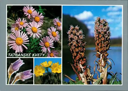 Postcard .Slowakei Tatranské kvety Vysoké Tatry/Hohe Tatra Blumen 1987