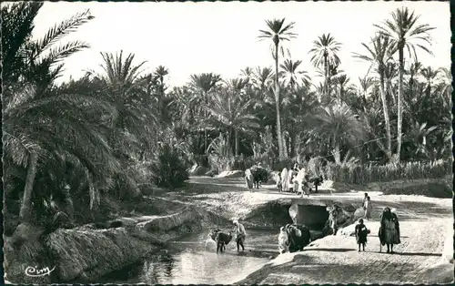 Tozeur توزر, ⵜⵓⵣⵔ Tuzer Oued-El-Beled Territori, Native Scene  Wasser Oase 1961