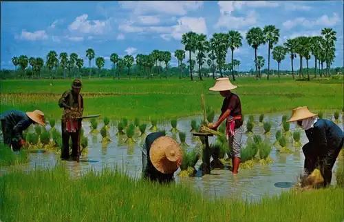 Thailand Cultivation  the Rice in Thailand/Thailand Berufe  Landwirtschaft 1975