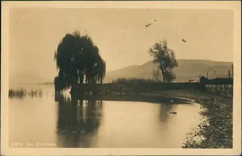 Ansichtskarte Zürich Umlandansicht Zürisee Zürichsee Ufer Partie 1913