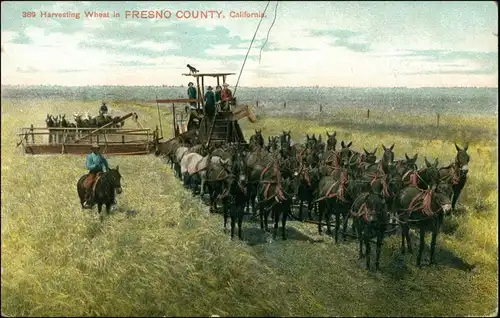 Postcard Fresno (California) Harvesting Wheat 1912